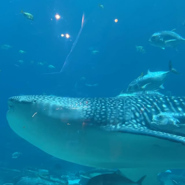  ......iabylau   'recent posts' 