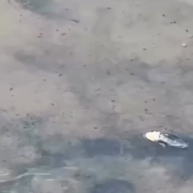  .......eartbeat   'recent posts' 