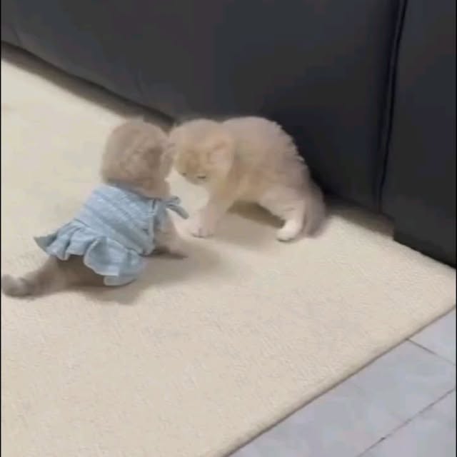  .......uteness1   'recent posts' 