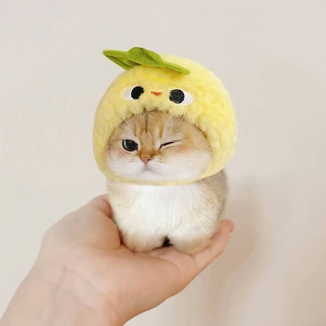  .....kuties   'recent posts' 