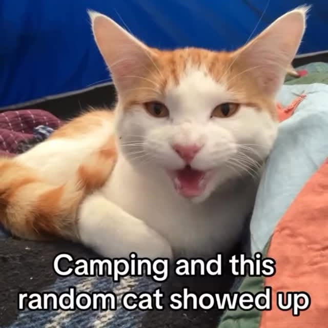  ...........irtonguesout   'recent posts' 