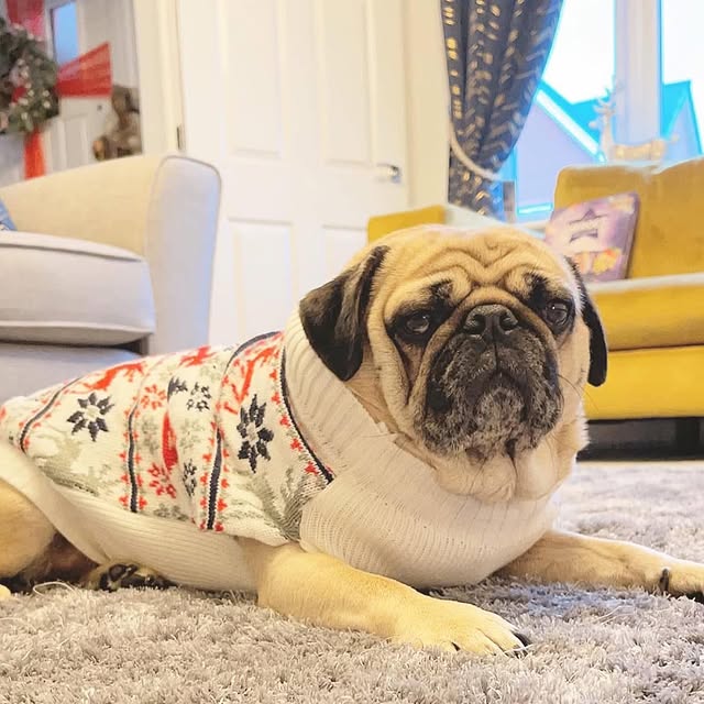  .......elazypug   'recent posts' 