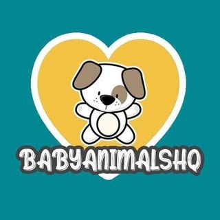 Hire ......imalshq influencer with 645.3k