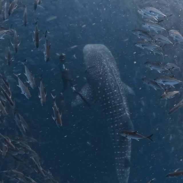  ......uecoast   'recent posts' 