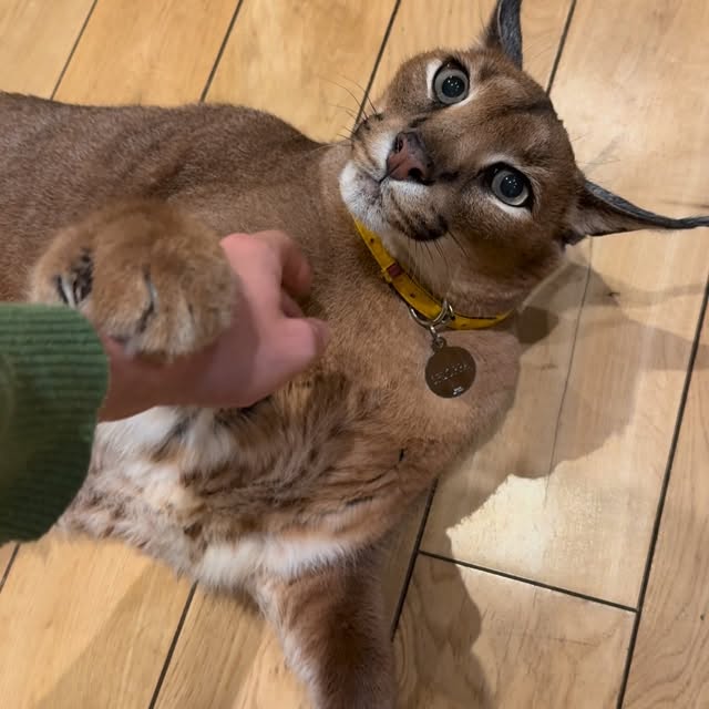  ......aracal   'recent posts' 