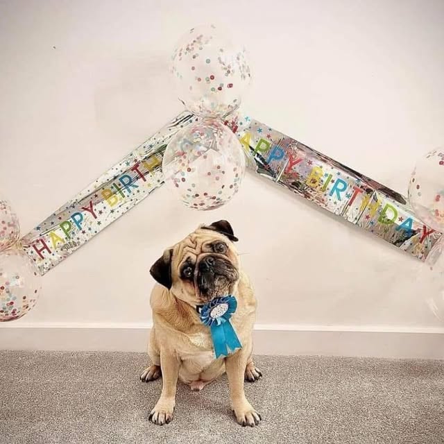  .......elazypug   'recent posts' 