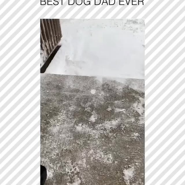  .....pawsz   'recent posts' 