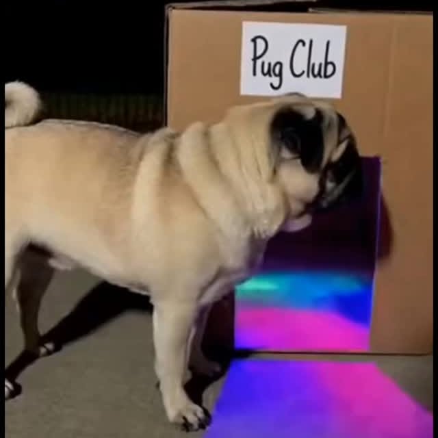  .....of.pug   'recent posts' 