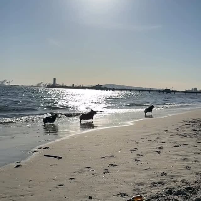  .....corgis   'recent posts' 