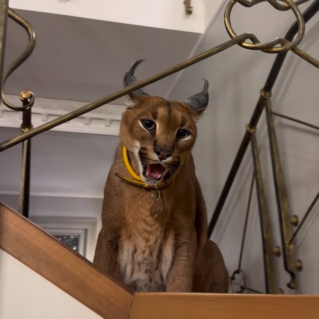  ......aracal   'recent posts' 