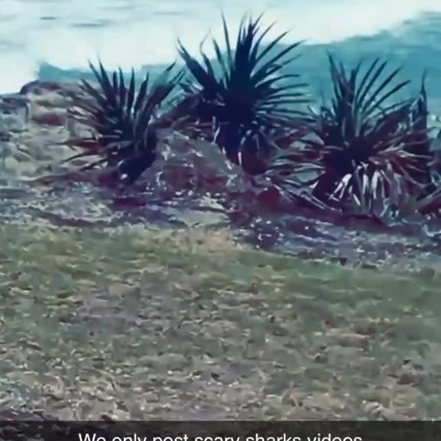  .........arkattacks   'recent posts' 