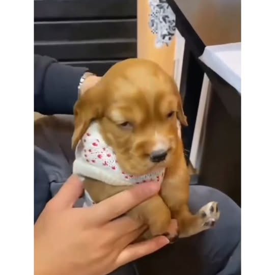  .....ibess   'recent posts' 