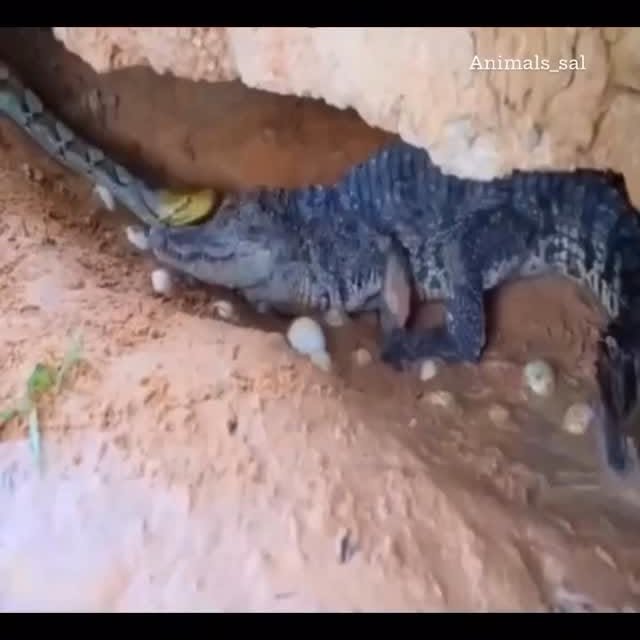  ...wild   'recent posts' 