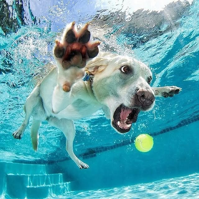  .....pawsz   'recent posts' 
