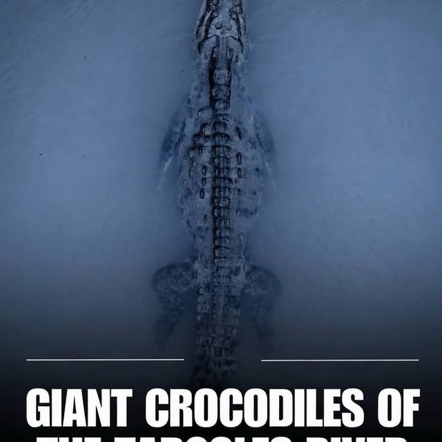  .....ervor   'recent posts' 