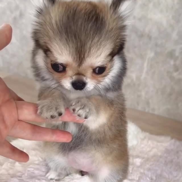  .......uapuppy   'recent posts' 