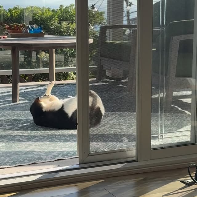  .....corgis   'recent posts' 