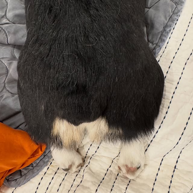  .....corgis   'recent posts' 