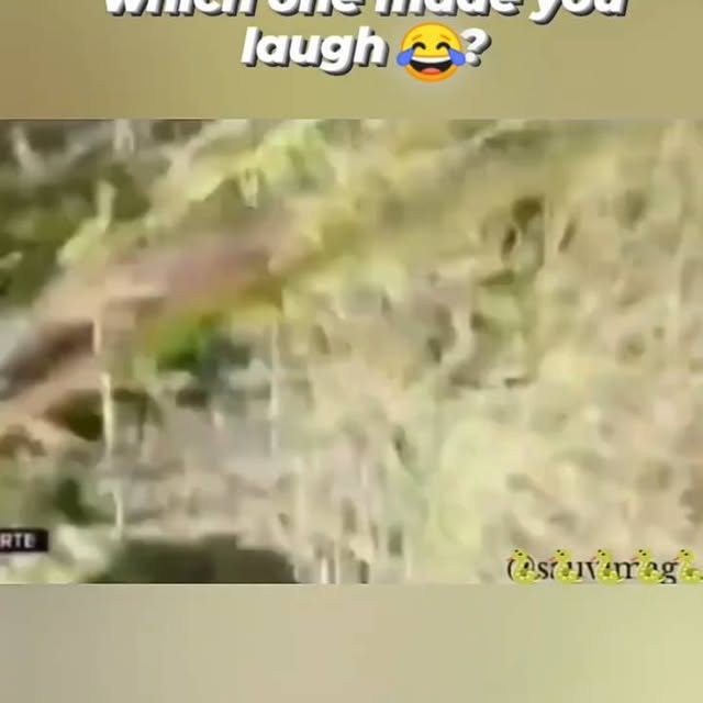  .......imals247   'recent posts' 