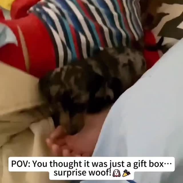  .........onanimals   'recent posts' 