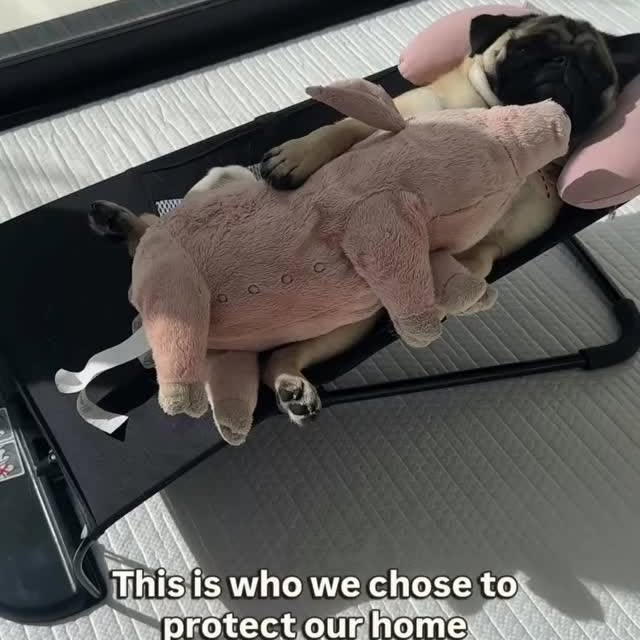  .....of.pug   'recent posts' 