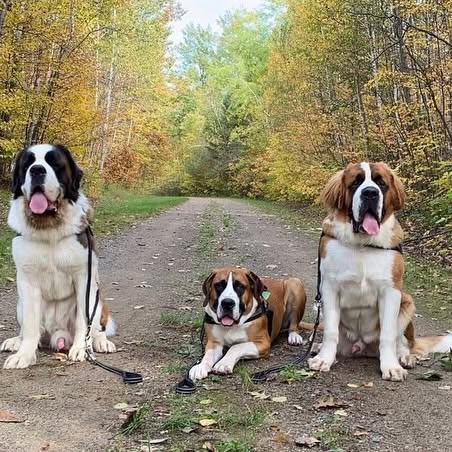  .........intbernard   'recent posts' 