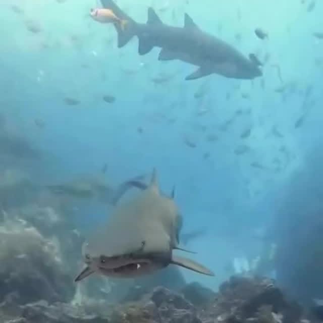  .........arkattacks   'recent posts' 