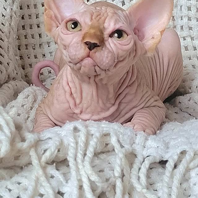  ......sphynx   'recent posts' 