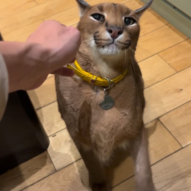  ......aracal   'recent posts' 