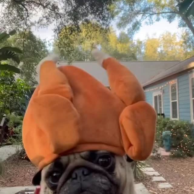  .....of.pug   'recent posts' 