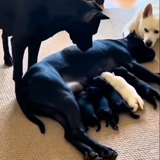  .......xplores   'recent posts' 