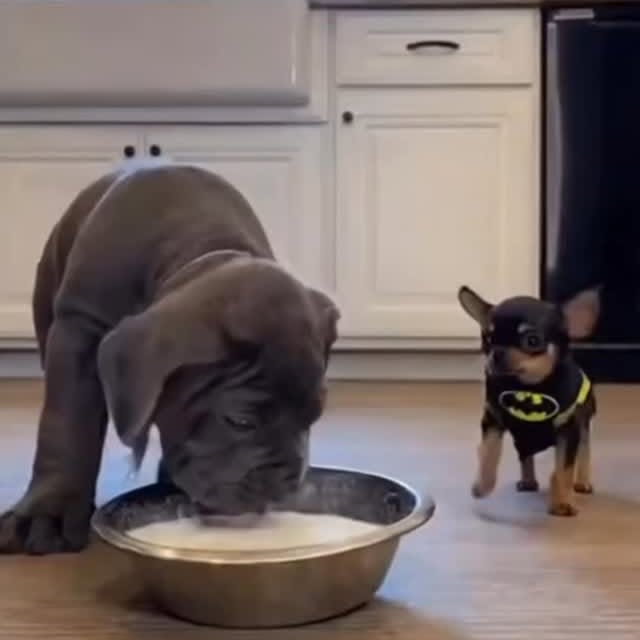  .........pet_world   'recent posts' 