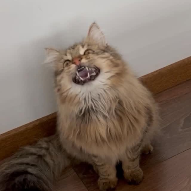  ......kekkek   'recent posts' 