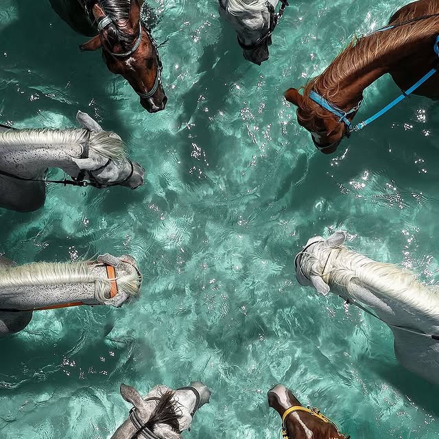  .....fever   'recent posts' 