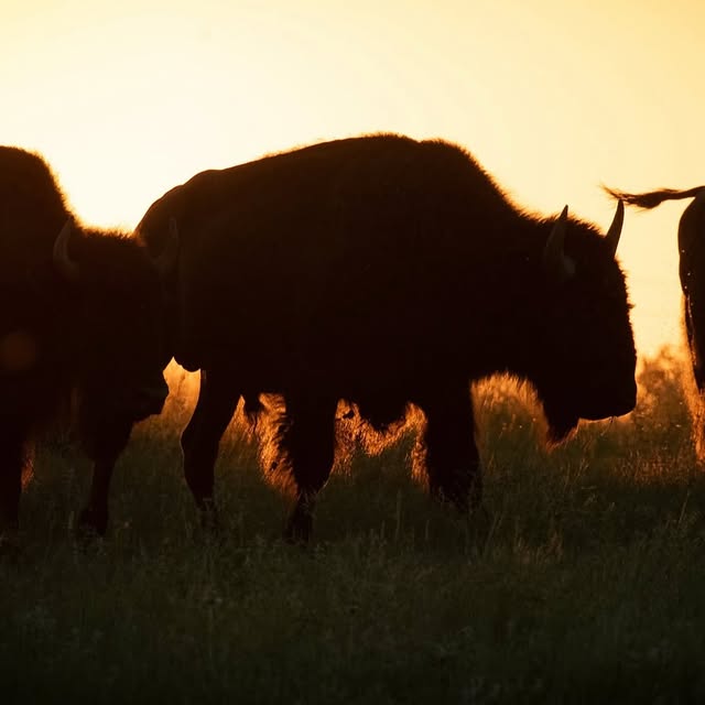  ......fehood   'recent posts' 