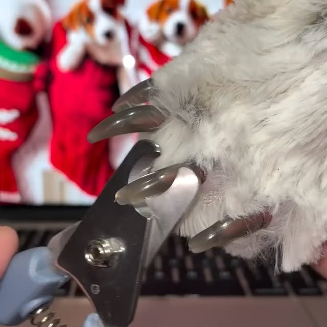  .......sdecors   'recent posts' 