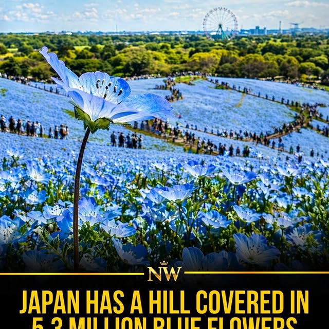  ...wlth   'recent posts' 