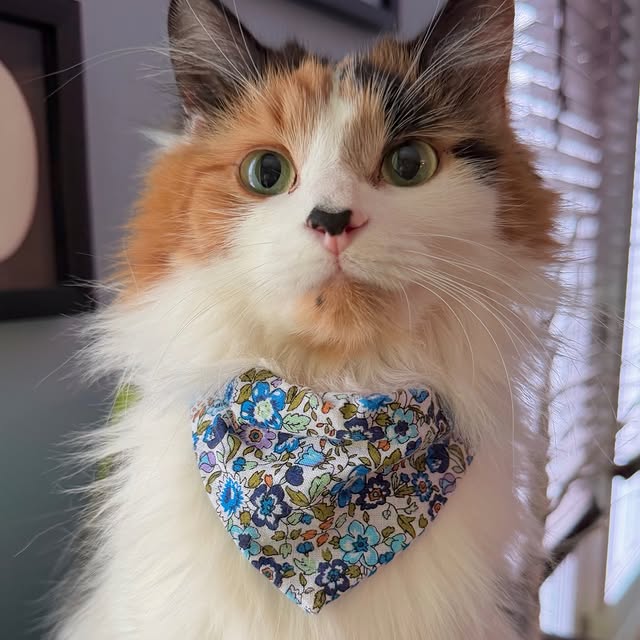  .........tofficial   'recent posts' 