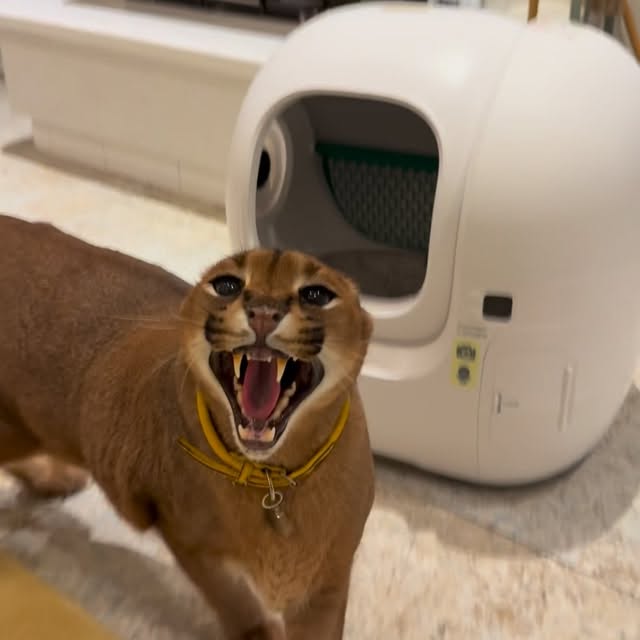  ......aracal   'recent posts' 