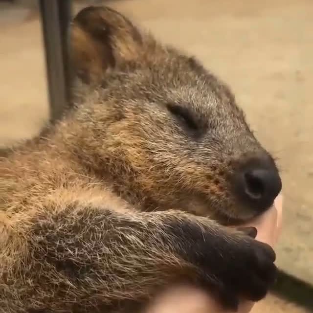  ......quokkas   'recent posts' 