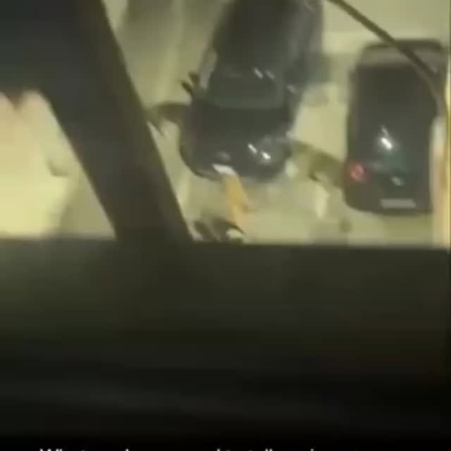  .....nimals   'recent posts' 