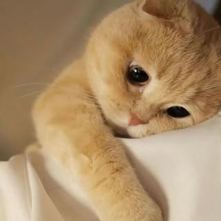 Hire .....virals influencer with 318.5k