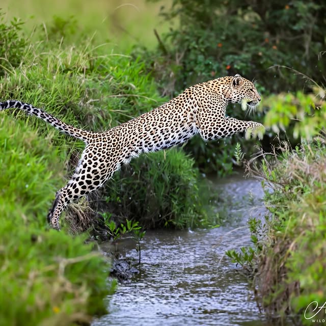  .........._sightings   'recent posts' 