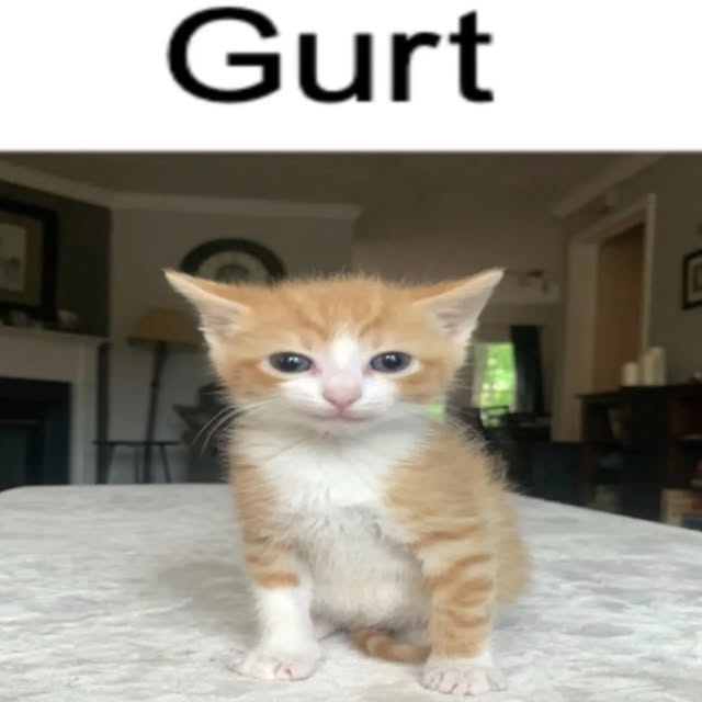  .....memes   'recent posts' 