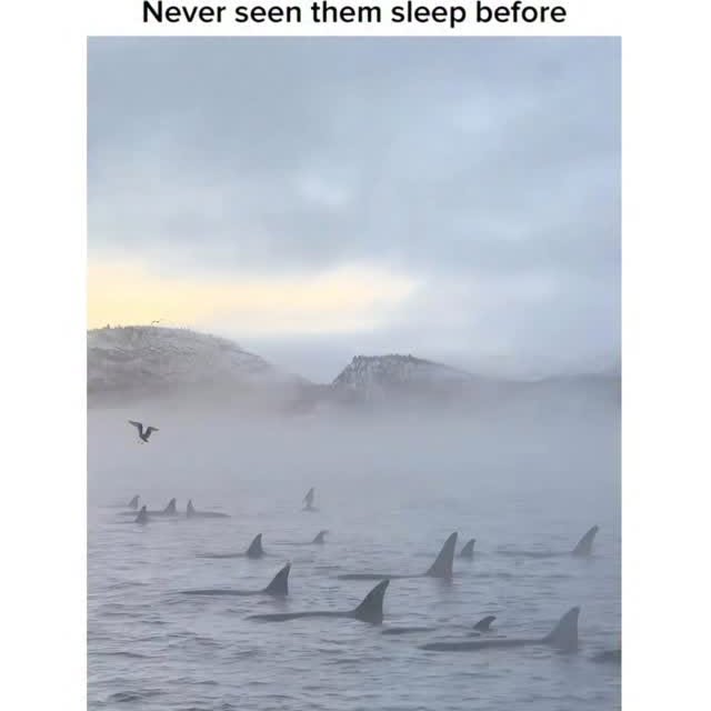  ..obe   'recent posts' 