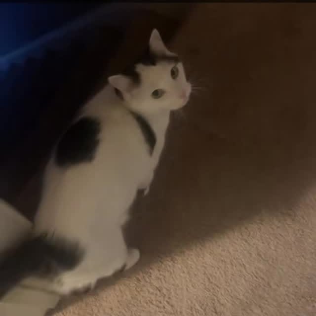  ...........irtonguesout   'recent posts' 