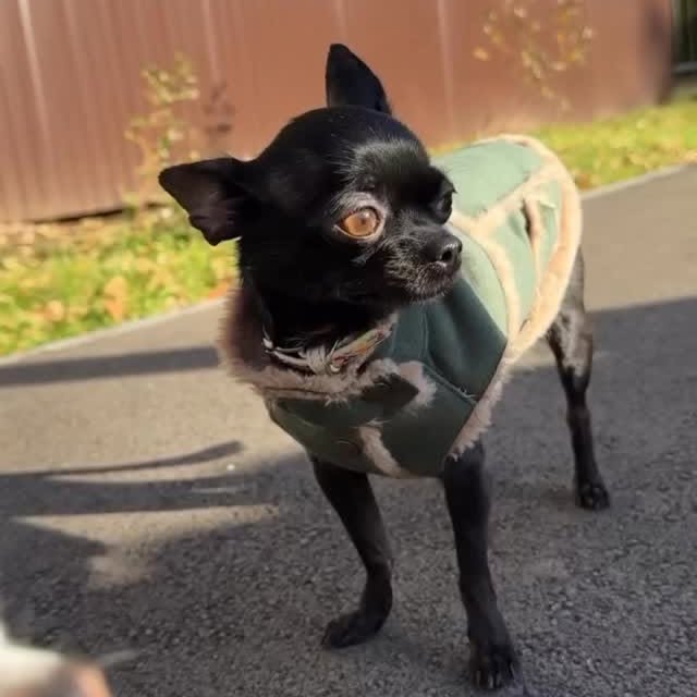  .......uapuppy   'recent posts' 