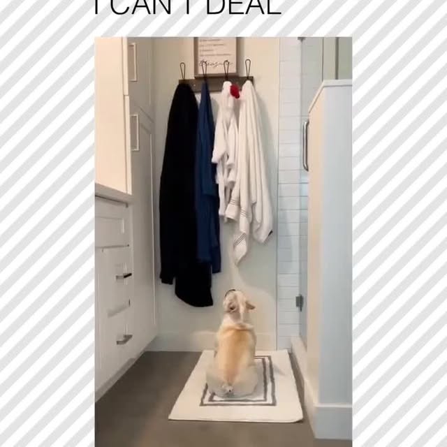  .....pawsz   'recent posts' 