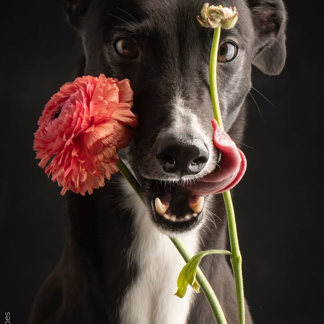  ..........hotography   'recent posts' 