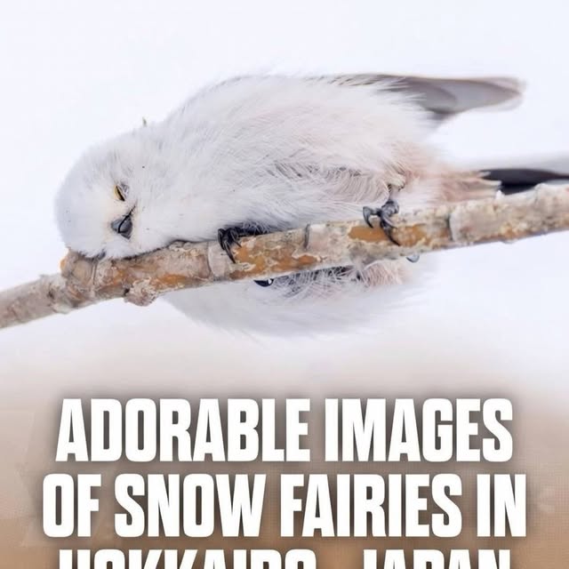  ......ravels   'recent posts' 